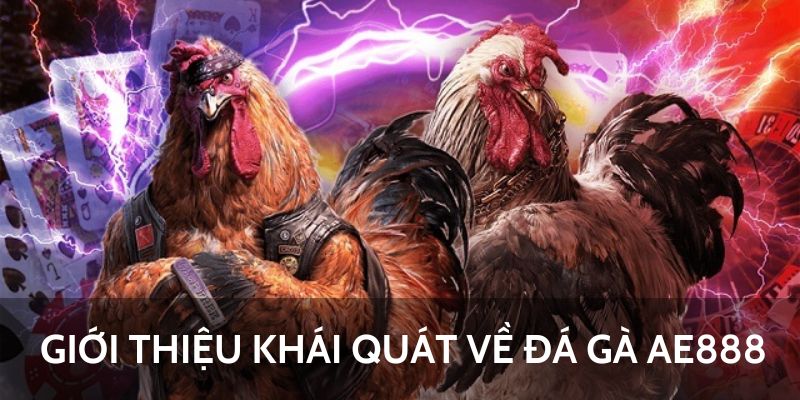 Đá Gà AE888 - Nơi Hội Tụ Các Trận Đấu Đẳng Cấp 4 Giới thiệu khái quát về đá gà AE888