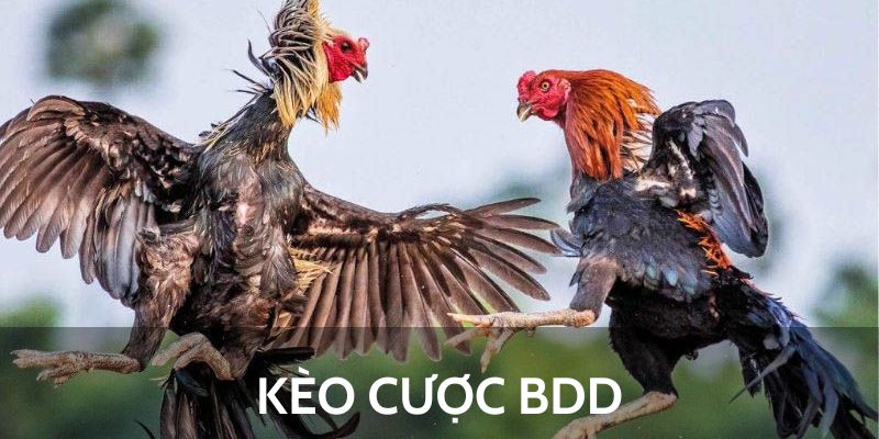 Đá Gà AE888 - Nơi Hội Tụ Các Trận Đấu Đẳng Cấp 6 Kèo cược BDD