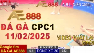 Video Xem lại Đá Gà Thomo CPC1 Hôm Nay 11/2/2025