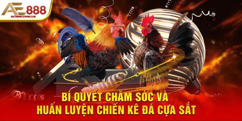 Bí quyết chăm sóc và huấn luyện chiến kê đá cựa sắt
