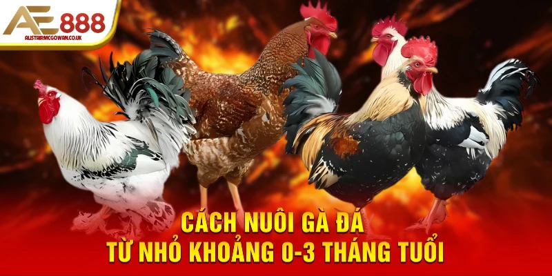 Cách Nuôi Gà Đá Từ Nhỏ - Hướng Dẫn Chi Tiết Từng Giai Đoạn 5 Cách nuôi gà đá từ nhỏ khoảng 0-3 tháng tuổi
