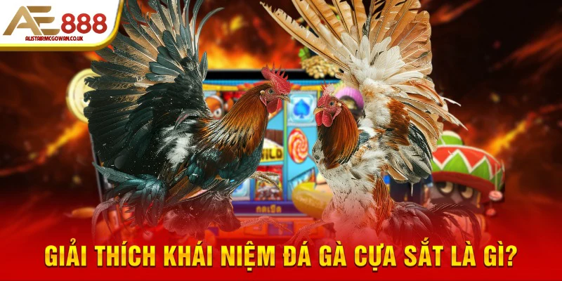 Giải thích khái niệm đá gà cựa sắt là gì?