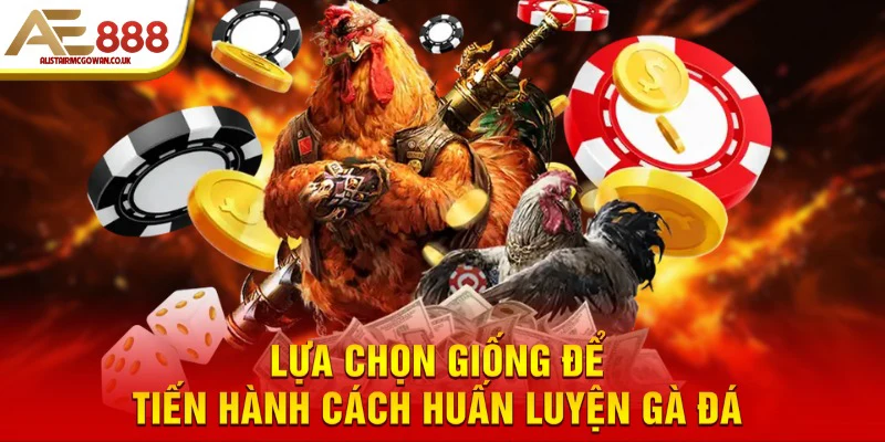 Bật Mí Các Cách Huấn Luyện Gà Đá Hiệu Quả Cho Mọi Sư Kê 5 Lựa chọn giống để tiến hành cách huấn luyện gà đá