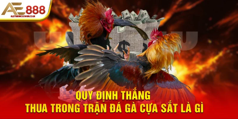 Quy định thắng thua trong trận đá gà cựa sắt là gì