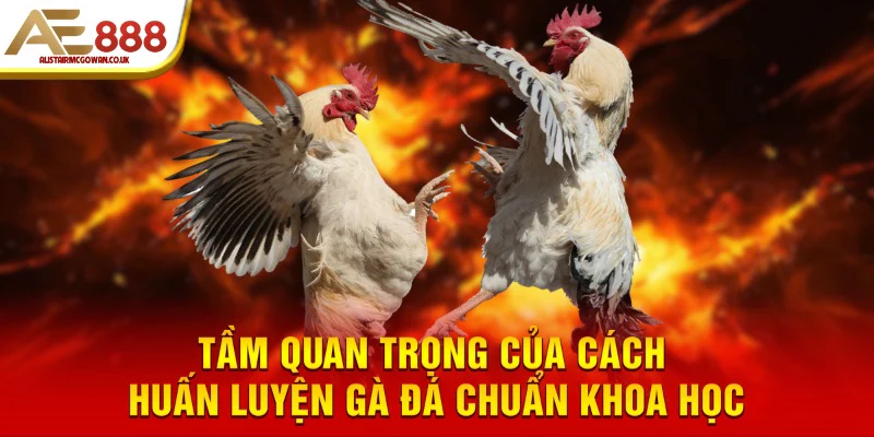 Tìm hiểu về tầm quan trọng của việc phòng bệnh cho chiến kê